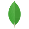 MongoDB